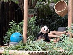 -深圳野生动物园