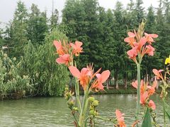 -乌村