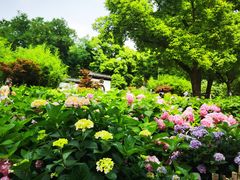 -上海共青森林公园