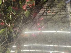 -百利鸽王(紫薇路店)