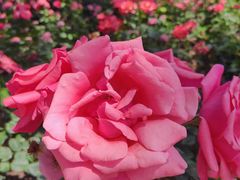 -睦南公园