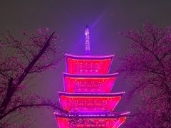 -东湖磨山景区樱花园-停车场