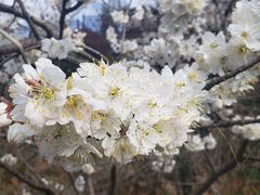-樱桃山旅游景区