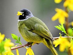 -梧桐山风景名胜区