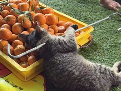 -谐和贝康宠物医院24小时·宠保定点(急重症转诊中心)