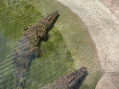 -上海野生动物园