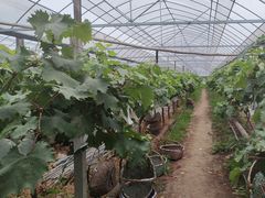 -马陆小张葡萄园农家乐