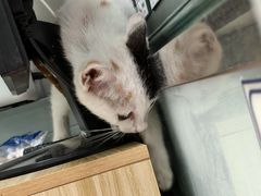 -宠福鑫康馨动物医院·骨科·眼科