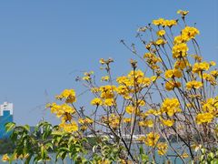 -厦门宝龙铂尔曼大酒店·海鲜自助餐厅