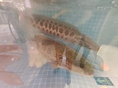 -辣小妮de川菜馆(红旗Mall店)