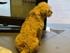 -茶颜悦色(环球奥特莱斯店)