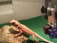 -酷以爬仙阁实体爬宠店·守宫·蜥蜴·专业繁育