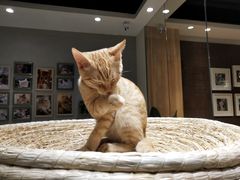 -藏猫猫咖啡主题馆(中央大道店)