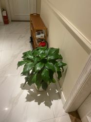 -静博士·养生养颜