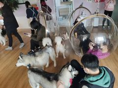 -Husky Go! 哈士奇体验馆·宠物咖啡厅狗咖