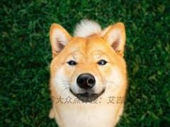 -艾吉宠物医院·疑难杂症转诊中心·猫友好(碧江路院)