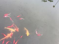 -武清南湖绿博园