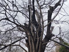 -上海佘山国家森林公园天马山园