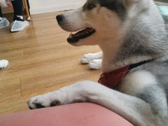 -Husky Go! 哈士奇体验馆·宠物咖啡厅狗咖