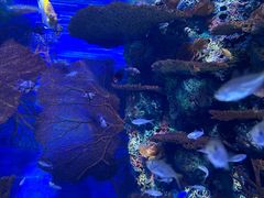 -上海海洋水族馆