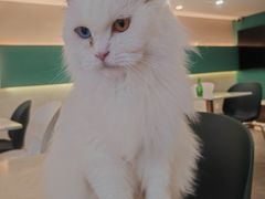 -飞行喵MR PILOT|猫舍·猫咖(静安大融城店)