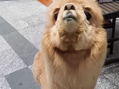 -1013 PET SHOP 宠物商店(近铁城市广场店)