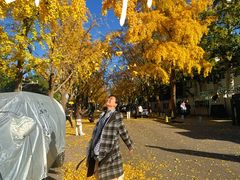 -三里屯东五街银杏大道