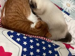 -瑞派名望24h动物医院异宠专科·猫专科·骨科·重症监护分院