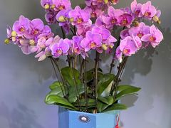 -拾花记花艺·求婚·订婚·生日布置(高新店)