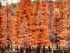 -白鹭湾湿地公园