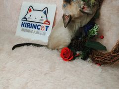 -十年猫舍·猫咪专门店(普陀店)