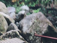 -呀诺达热带雨林