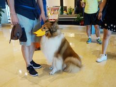 -河源万绿湖美思威尔顿酒店