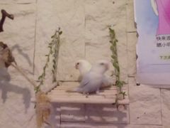 -吉丁鸟咖·异宠·寄养