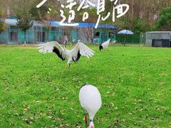 -沈阳鸟岛