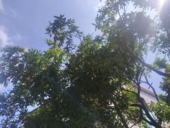 -伦教678文化街