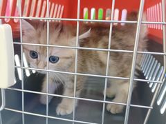 -小猫来了·猫咪专售(红山六九七九店)