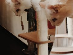 -猫小院猫主题餐厅(南锣旗舰店)