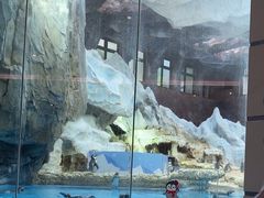 -帝企鹅自助餐厅•儿童岛•真企鹅(长隆企鹅酒店)