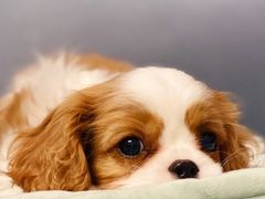 -萌宠之家·腊肠犬·马尔泰·小体犬舍