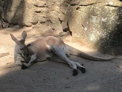 -悉尼歌剧院