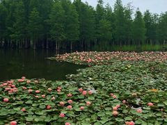 -白鹭湾湿地公园