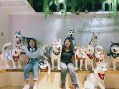 -Husky Go! 哈士奇体验馆·宠物咖啡厅狗咖