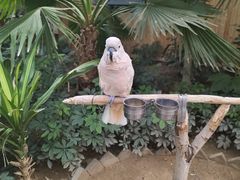 -南宫五洲植物乐园