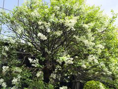 -花韵丁香酒店(北京南站牛街店)