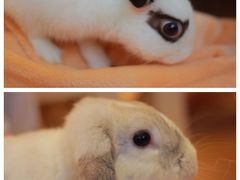 -猫猫幼稚园·撸猫·桌游·电玩