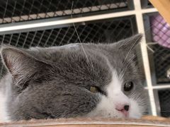 -猫和宫(六道口店)