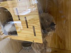 -鼓捣猫呢主题猫咖店