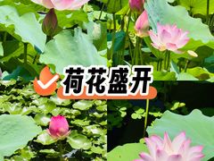 -荔湾湖公园