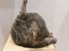 -猫色咖啡·猫咖